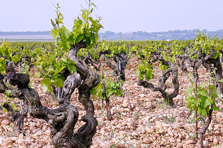 The vines amid the 'galets roulés'