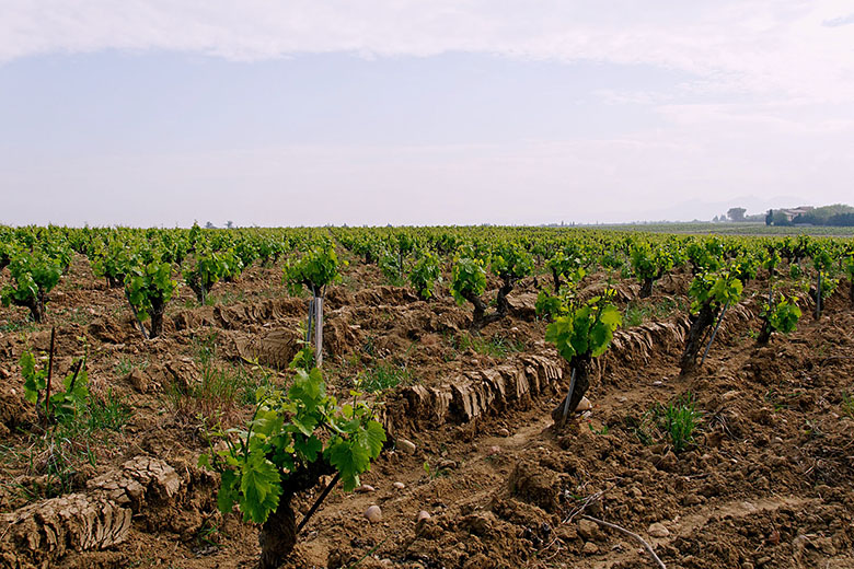 Not all parts of the vineyard are covered with stones