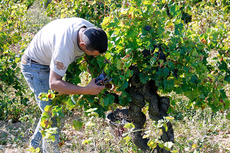 Grape picker