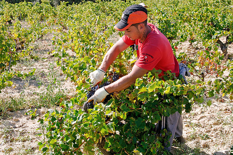 Grape picker