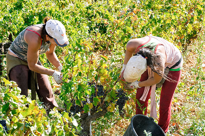 Grape pickers