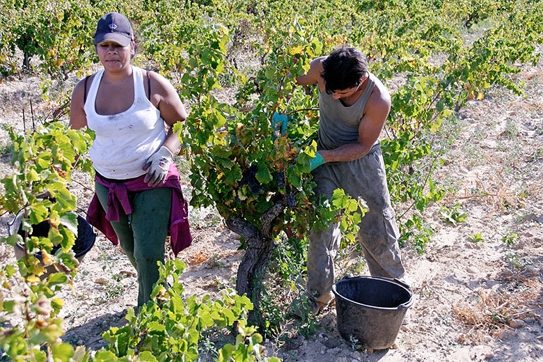 Grape pickers