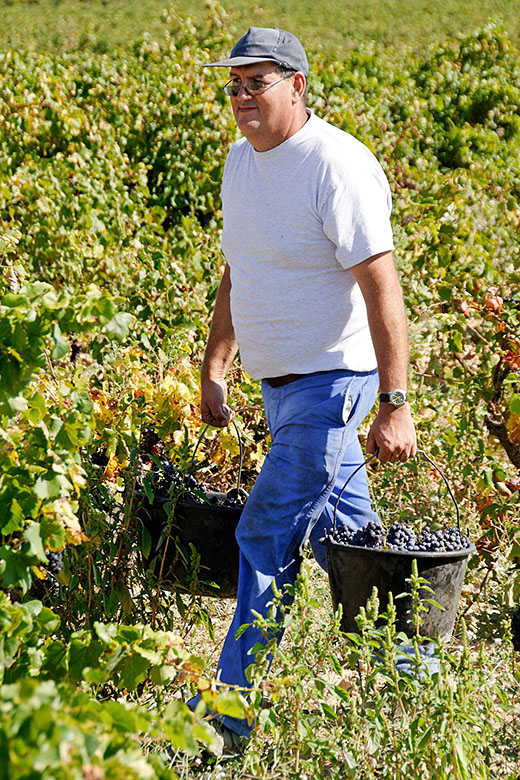 Grape carrier