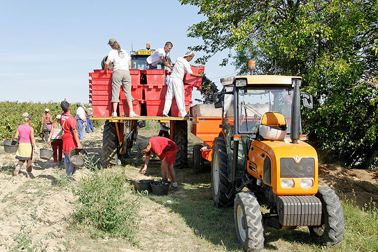 ...grapes have to be transferred to the harvesting bin.