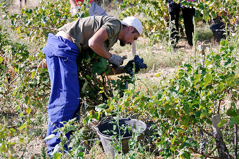 Grape picker