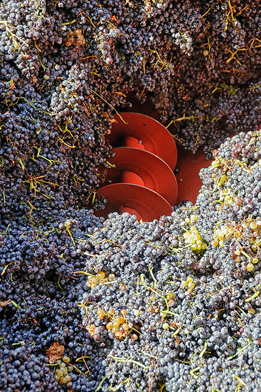 A screw conveyor moves the grapes...