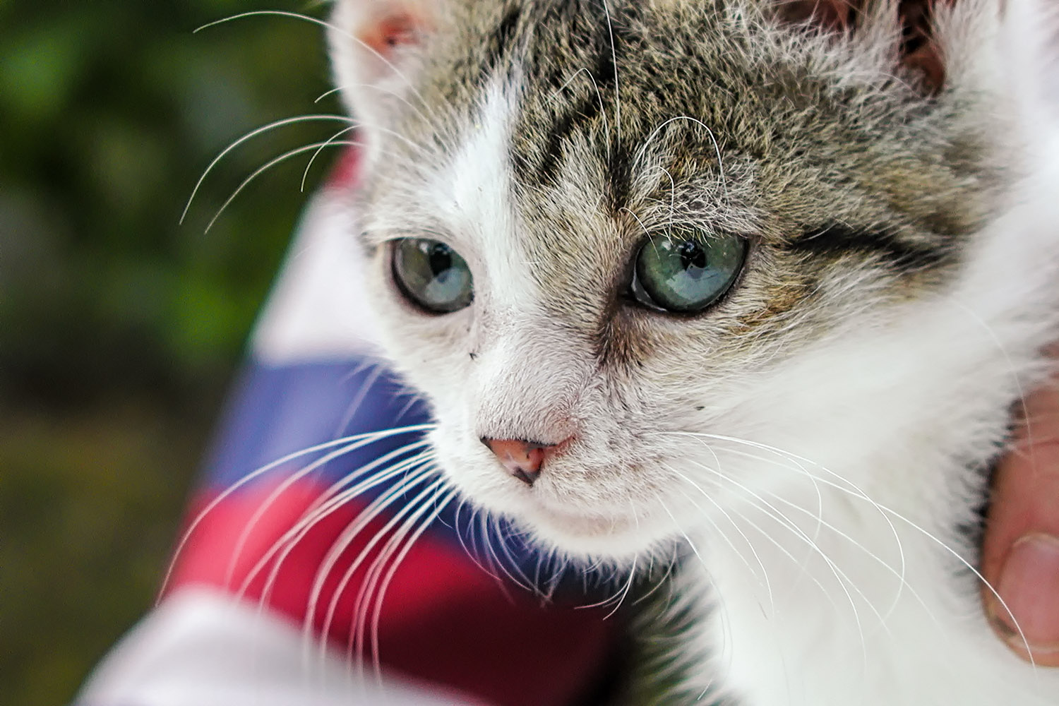 A very young Hortense, a guest at my cousin Evelyne's "cat house"