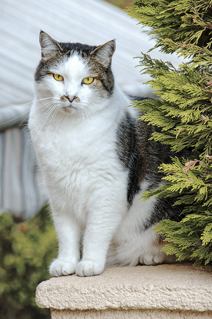 We spotted this regal feline in Villefranche-sur-Mer