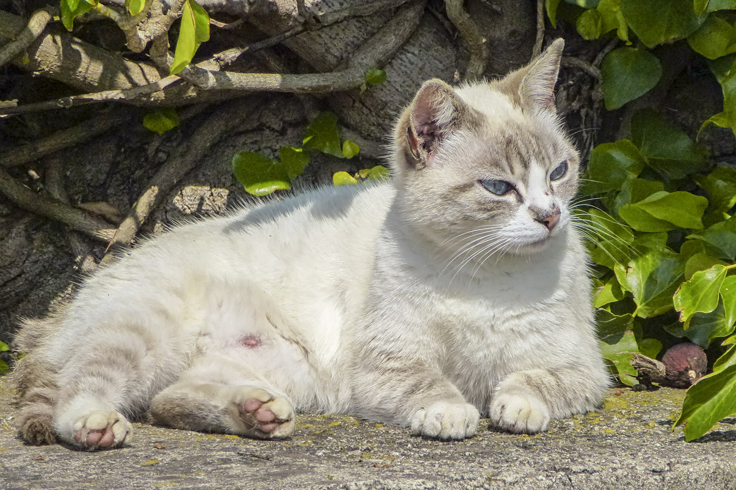A feisty, but not unfriendly Corsican cat from Saint-Florent