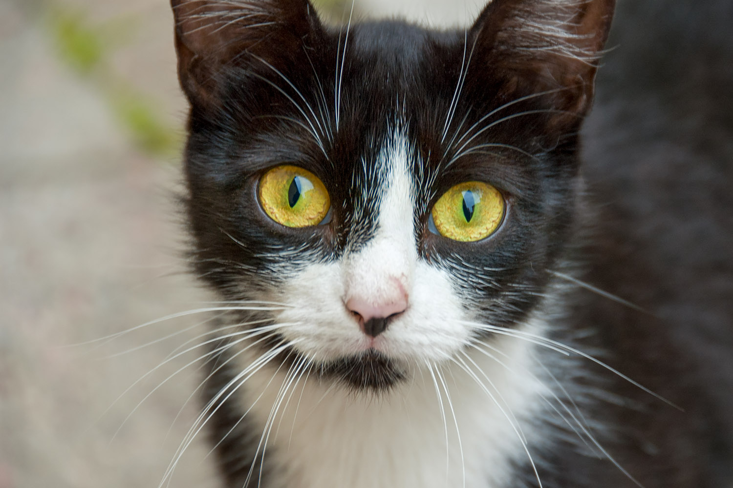 This yellow-eyed cutie from Tallin wanted to be petted and fed (not necessarily in that order)