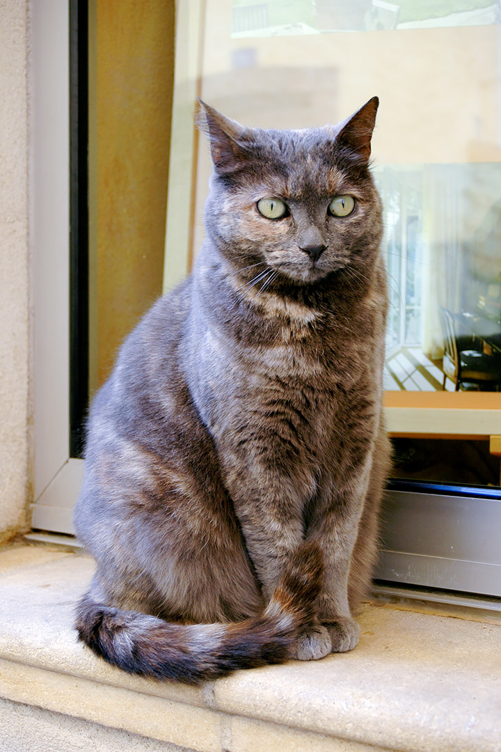 This cat was guarding an open window in Valbonne