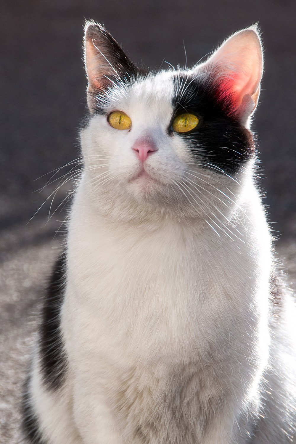 This one was sitting in a parking lot in Antibes