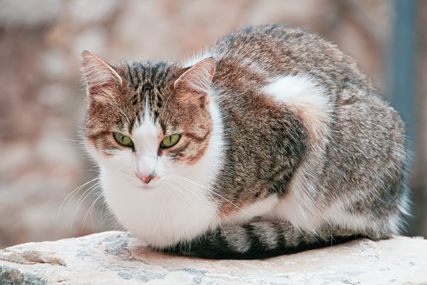 This Tourrettes-sur-Loup cat is giving us a don't-get-any-closer-look