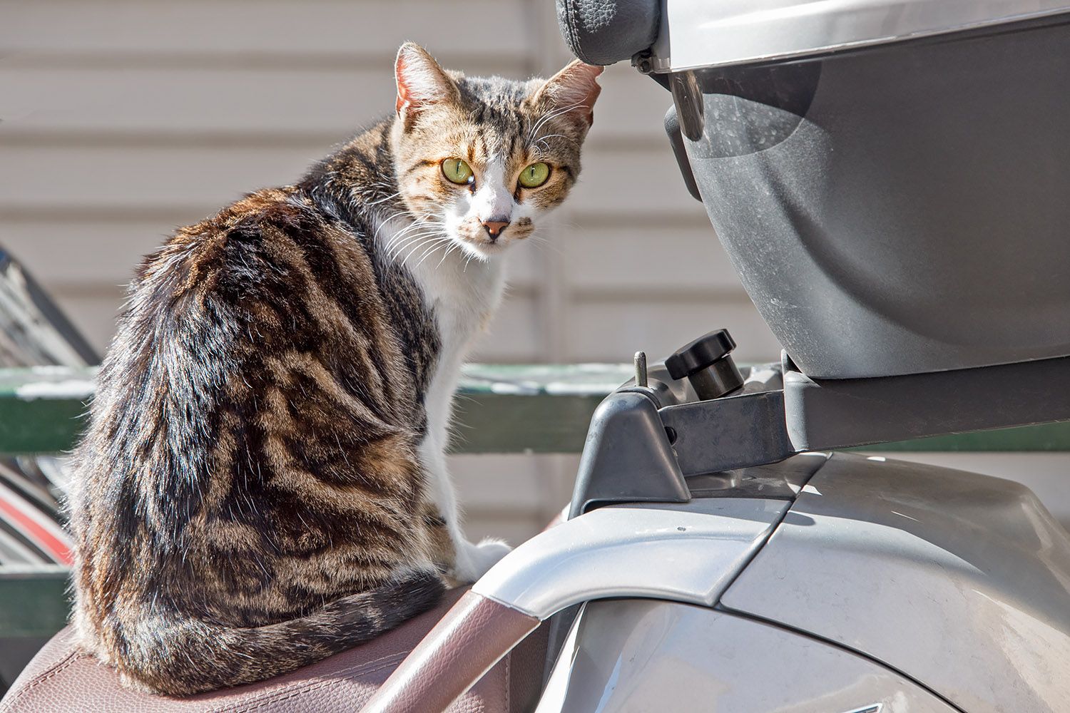 This beautiful green-eyed feline lives in Hyères