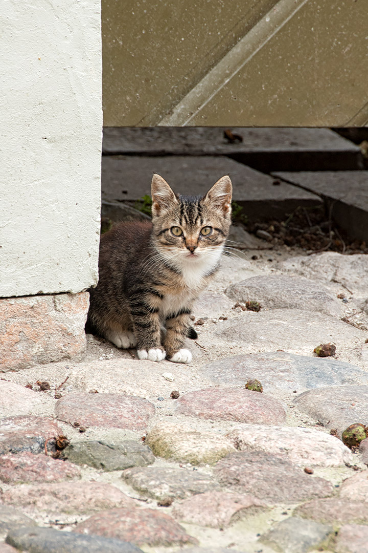A very shy and big-eared Tallin kitten