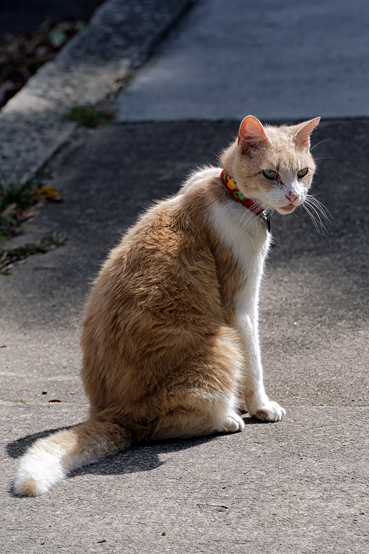 An elderly cat we befriended in Richmond, Virginia