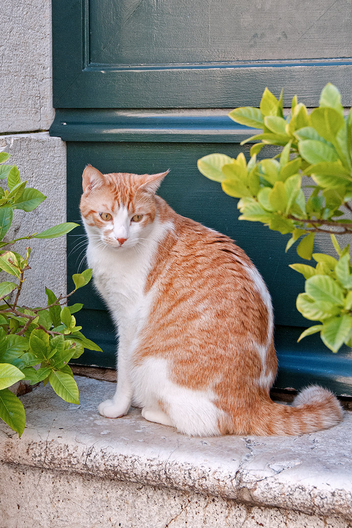 A cat from Mougins