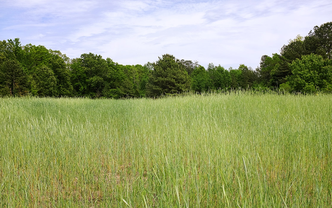 Spring Meadow, Chapel Hill, North Carolina (Fujifilm X100S photo)