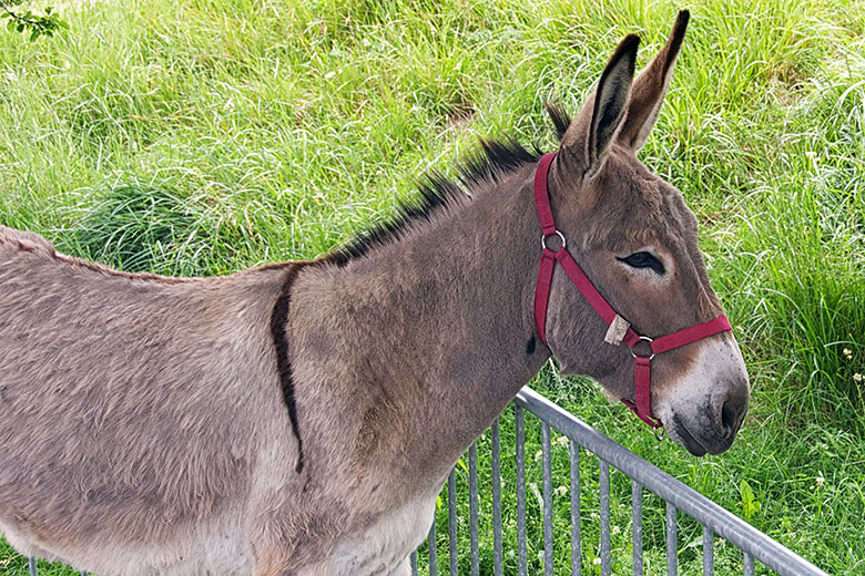 And of course, most donkeys...