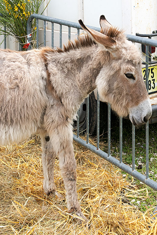 A foal