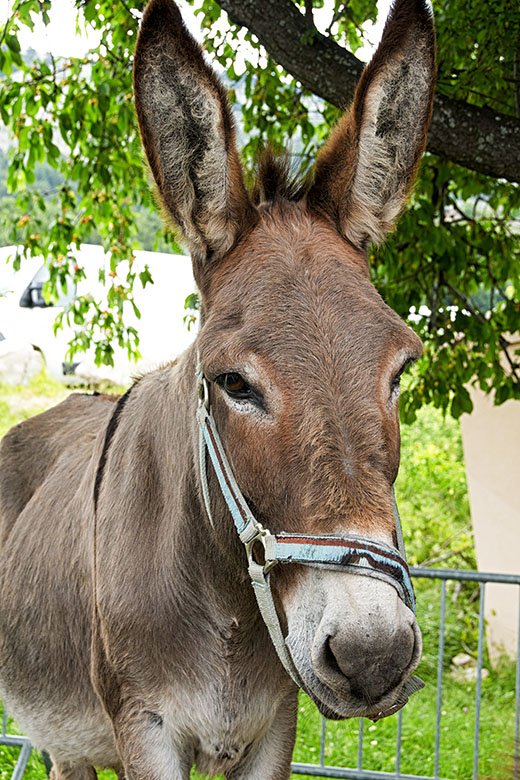 An adult donkey