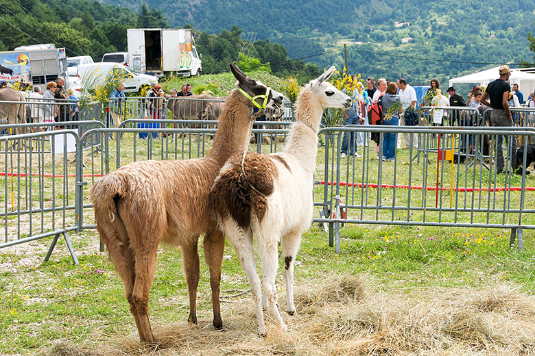 We were surprised that Donkey Day featured llamas...