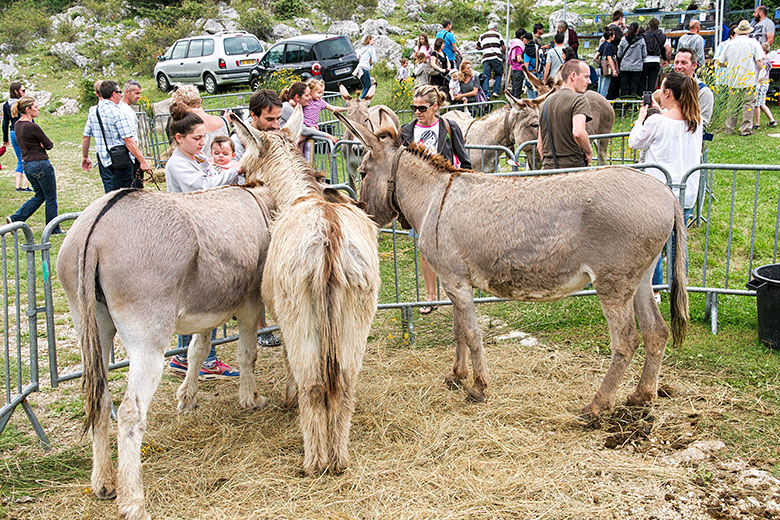 Most people wanted to pet the donkeys...