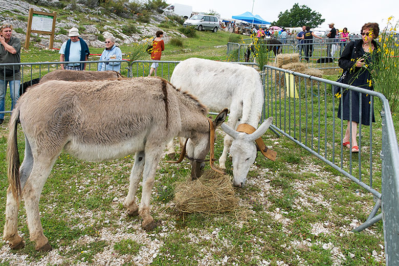 ...while the donkeys were more interested in food.