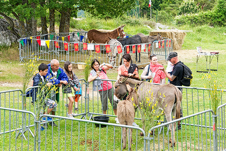 The donkeys in the back were the performers in the show