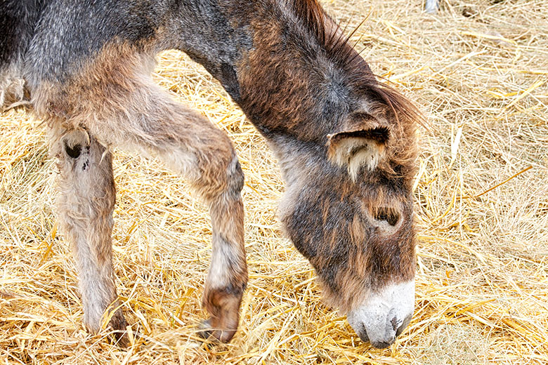 A longer-haired donkey...