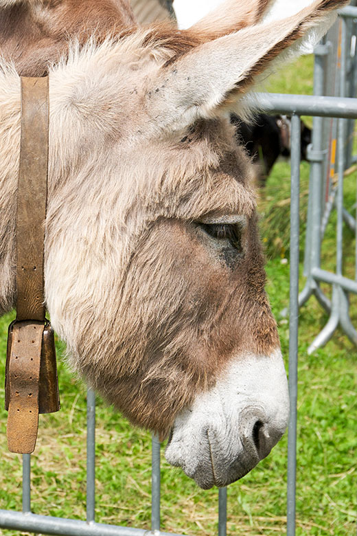 This donkey wears a bell with a strap...