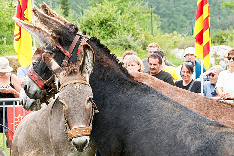 Still life with donkeys