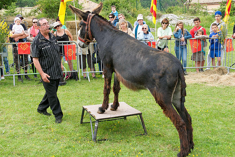 Walking up to the donkey...