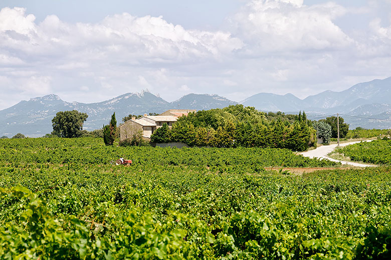 Looking east towards the 'Dentelles de Montmirail'