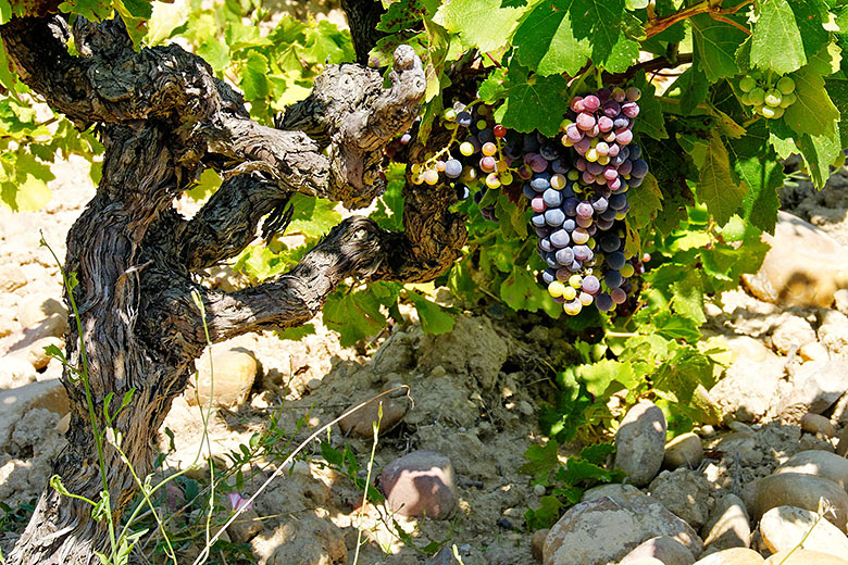 Future 'Châteauneuf du Pape'