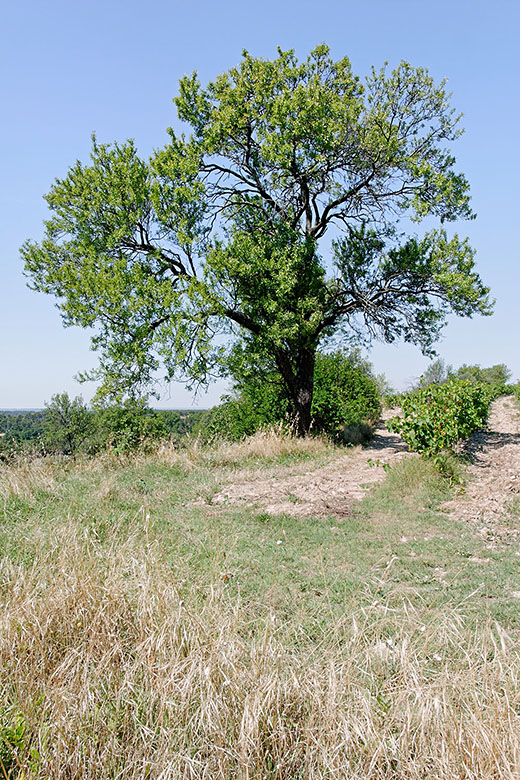 Vines under a tree