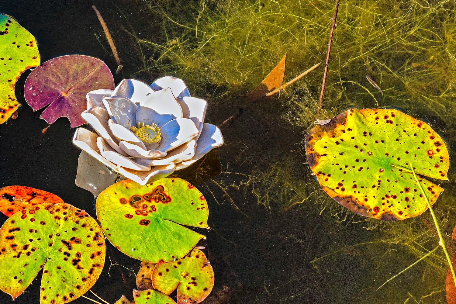 Lotus Blooms (one of several) by Karen Fisher, Chapel Hill, NC (Ceramic)