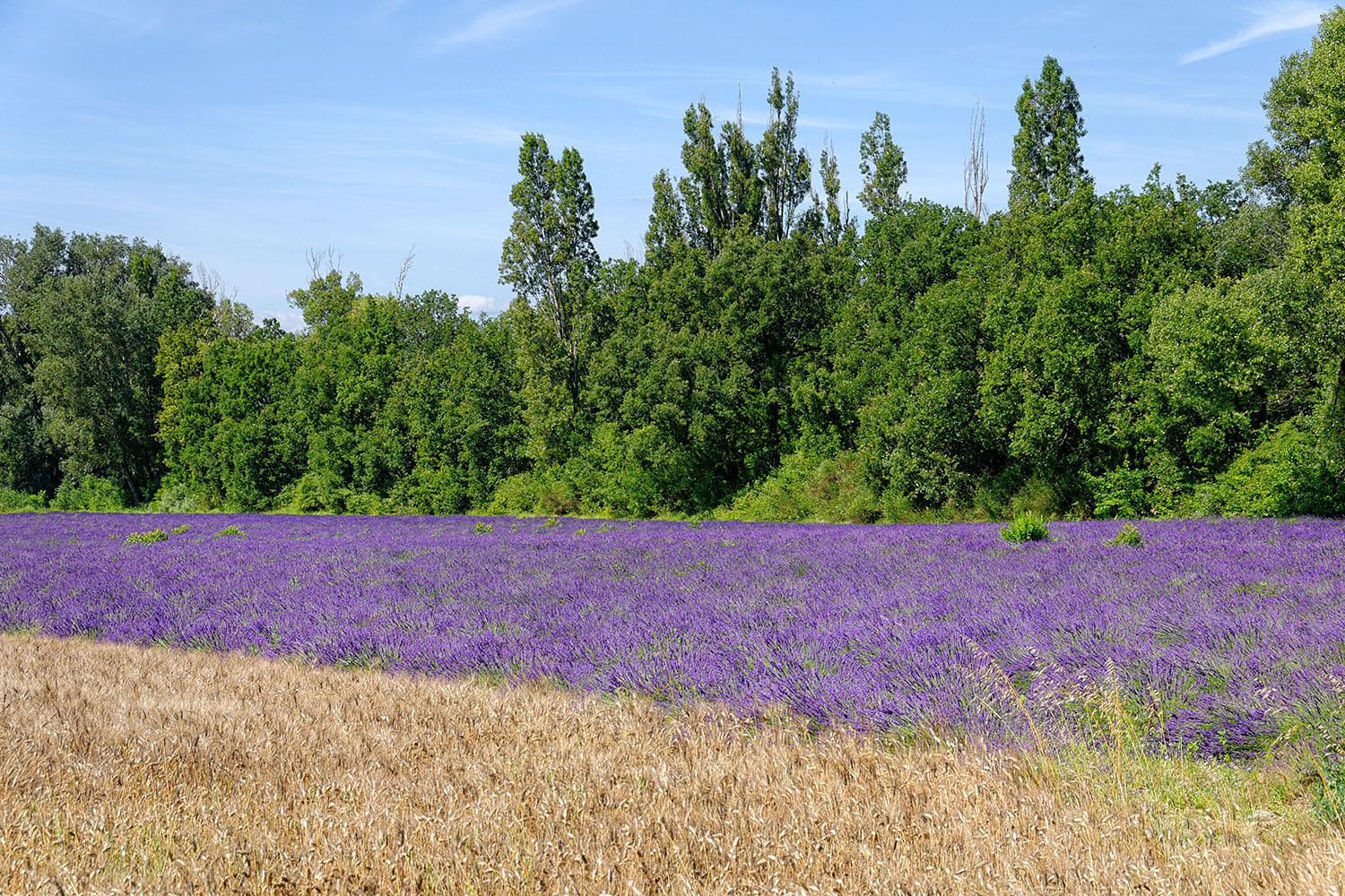 The green of the trees, the purple lavender, and the lighter areas of cut grass make for interesting color combinations.