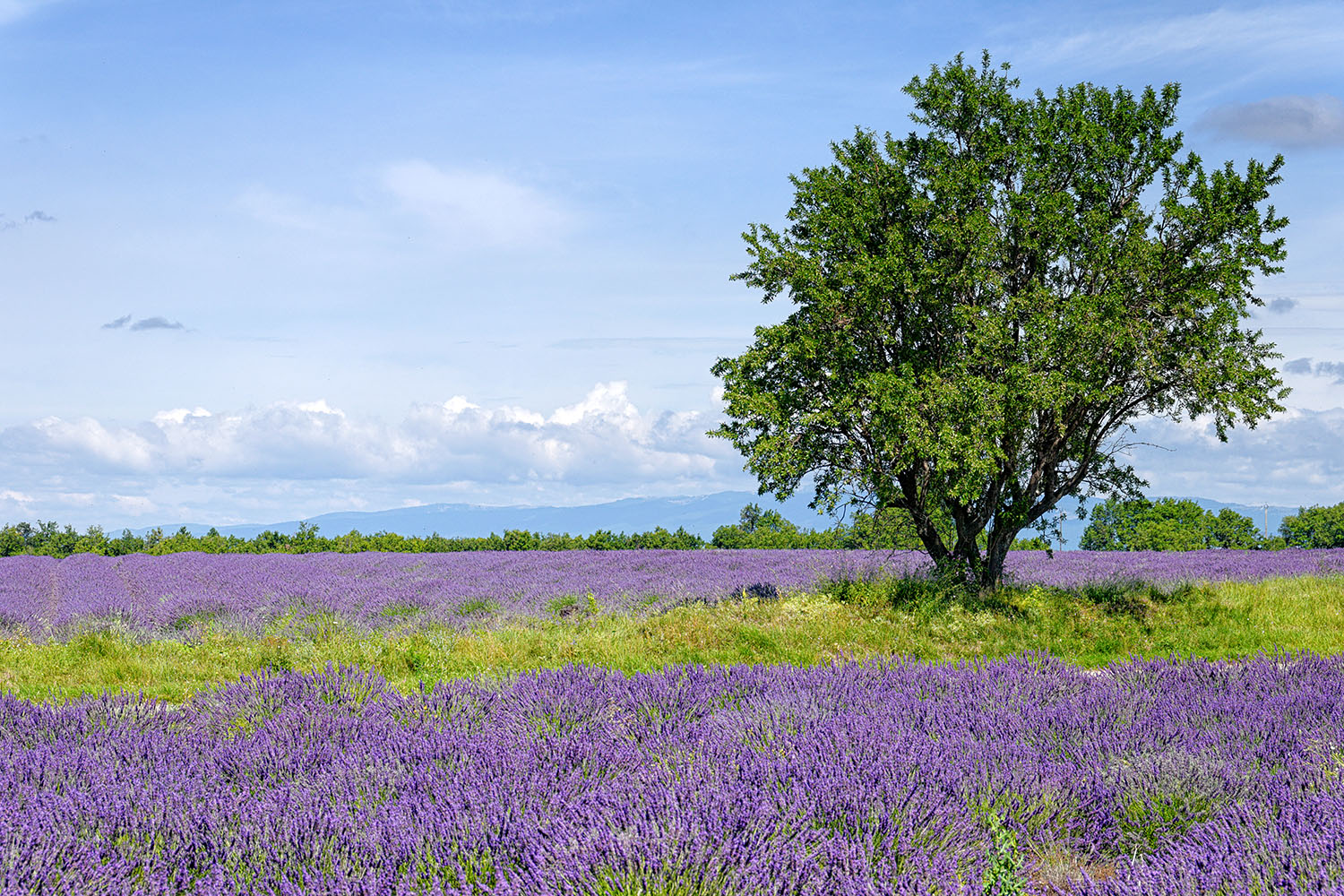 There is something unreal about purple-colored meadows...