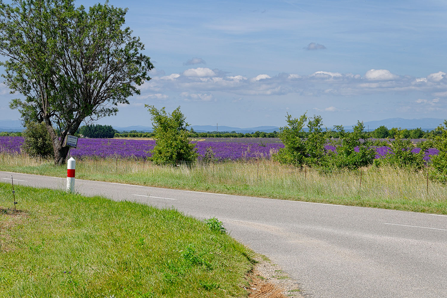 The lavender fields look like purple carpets in the landscape.