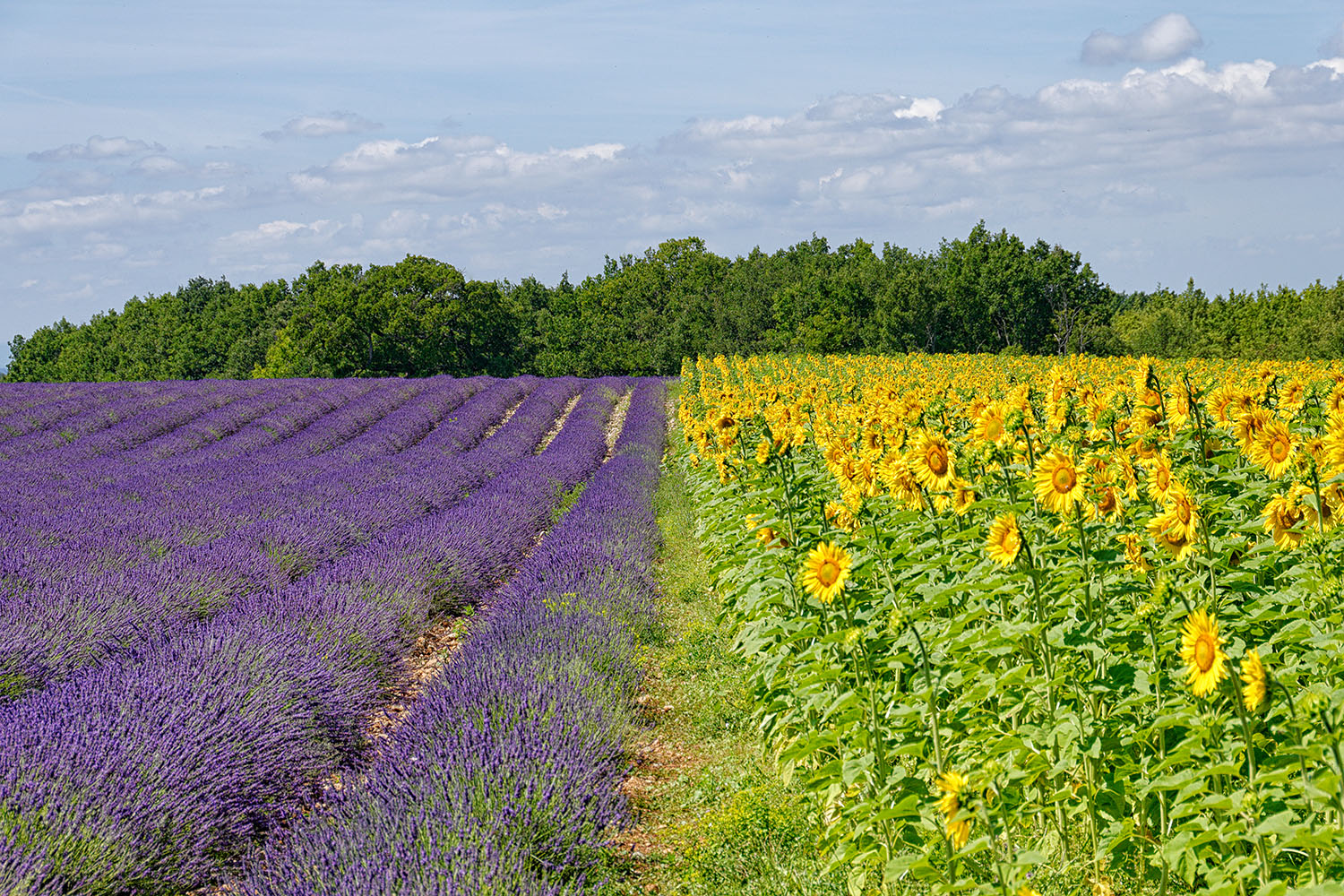 The color combinations one observes on the 'Plateau de Valensole' are just amazing!