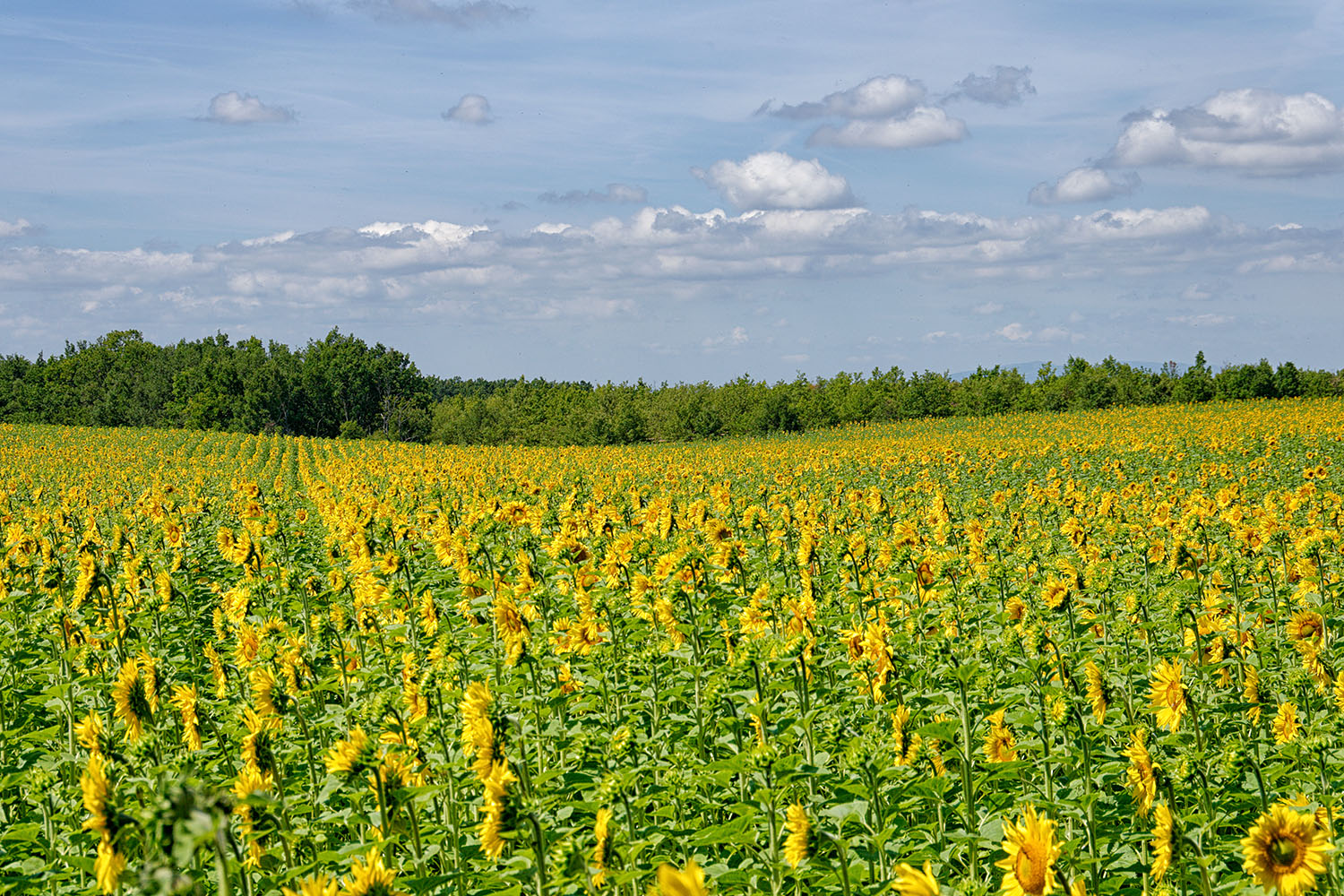...I just couldn't pass by some of these truly enormous sunflower fields.