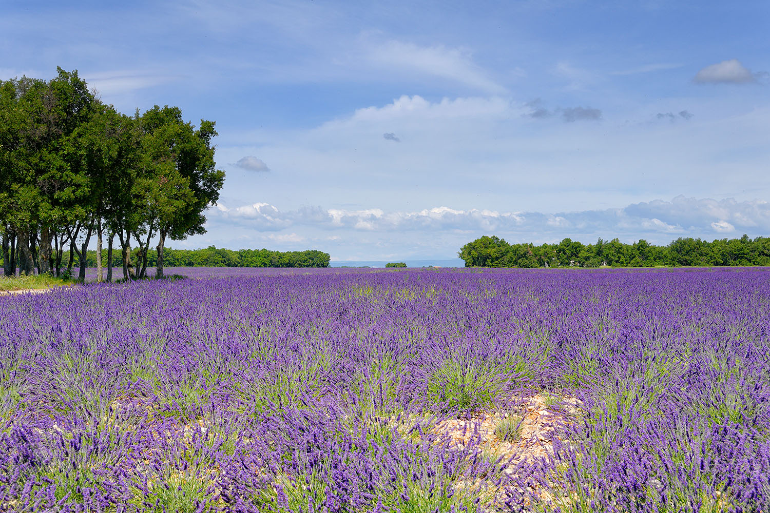 Lavender pretty much as far as the eye can see.