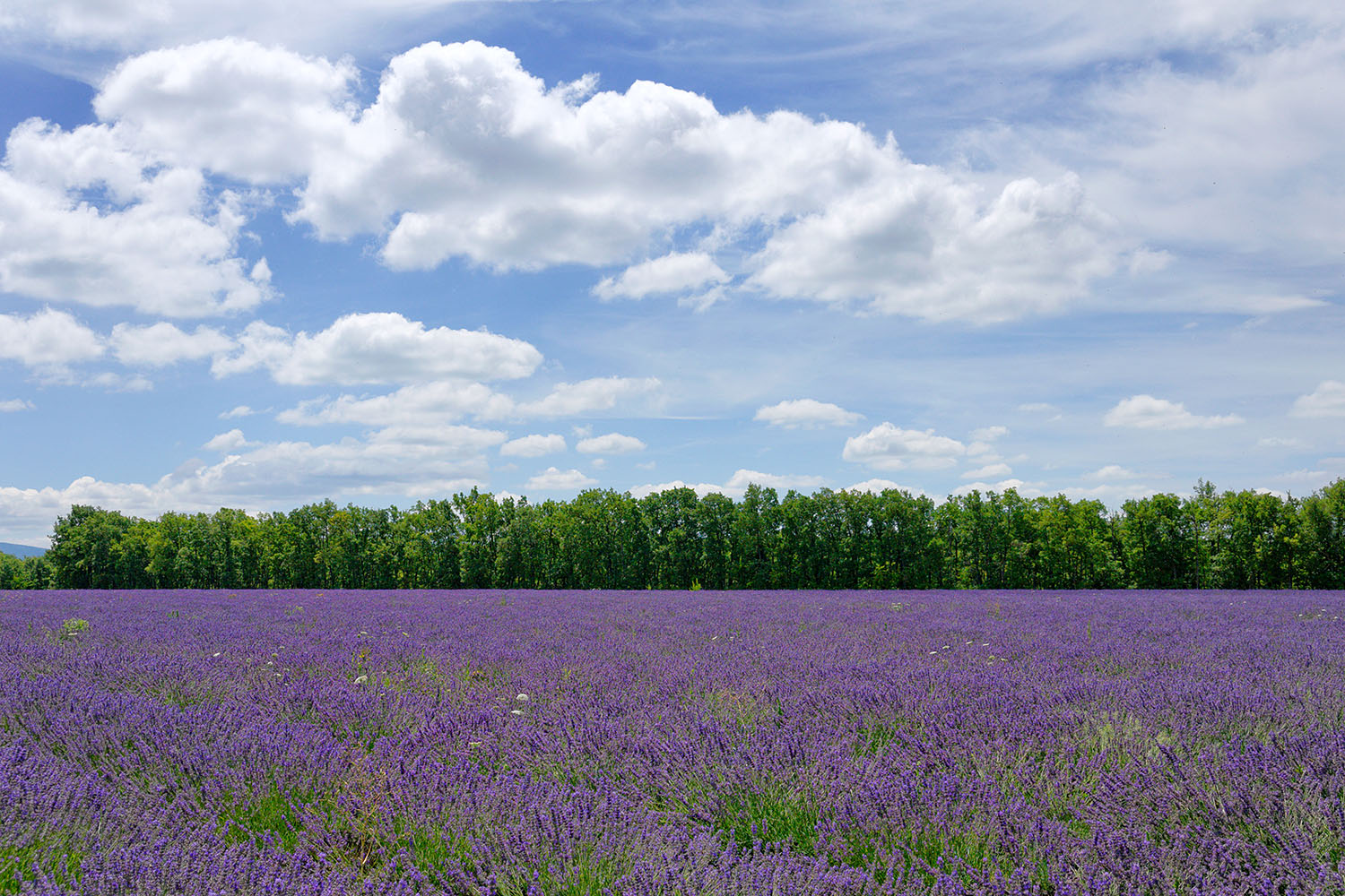 The purple surface gives the impression of an alien world.