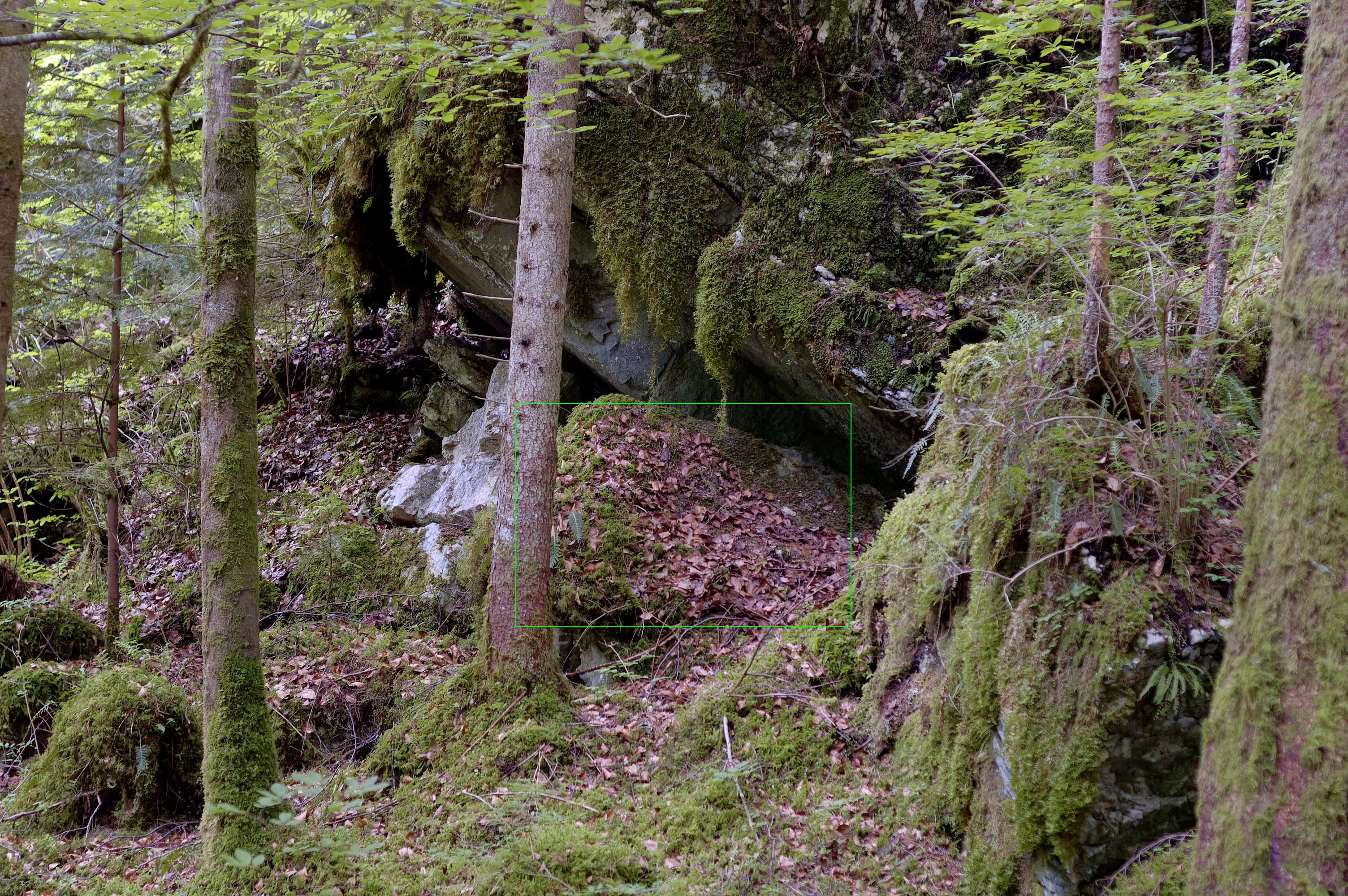Woods near La Goule, Switzerland, May 2006 – Nikon D70 – ISO 1600 – 1/60 – ƒ/2.8 – 75mm – Exp. -⅓. (Click to download the raw file)
