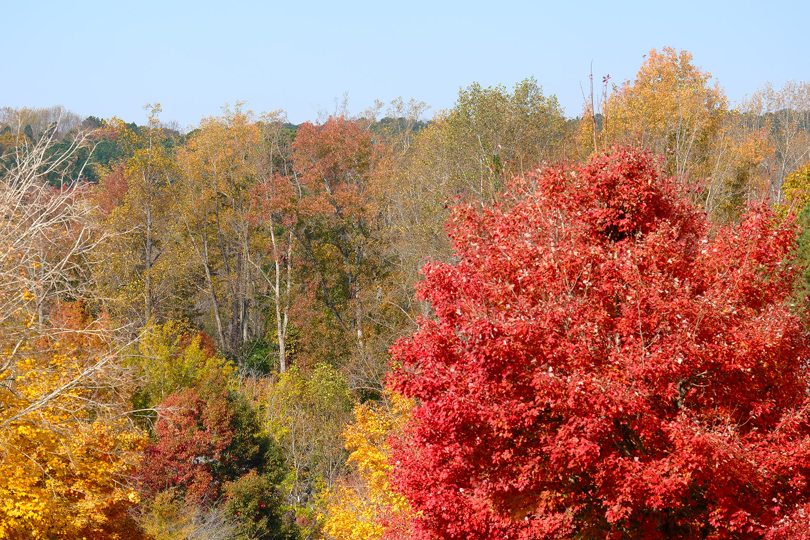 Southern Village Fall — Fujifilm X-T5 – ISO 125 – 1/350 – ƒ/5.6 – 143mm