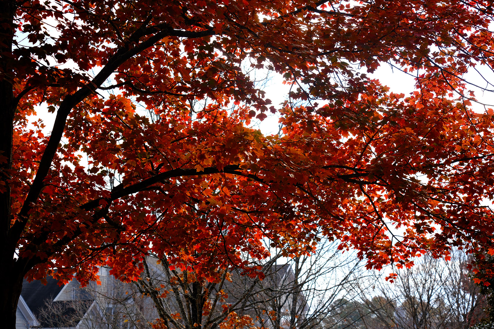 Southern Village Fall — Fujifilm X-T5 – ISO 125 – 1/300 – ƒ/5.6 – 83mm