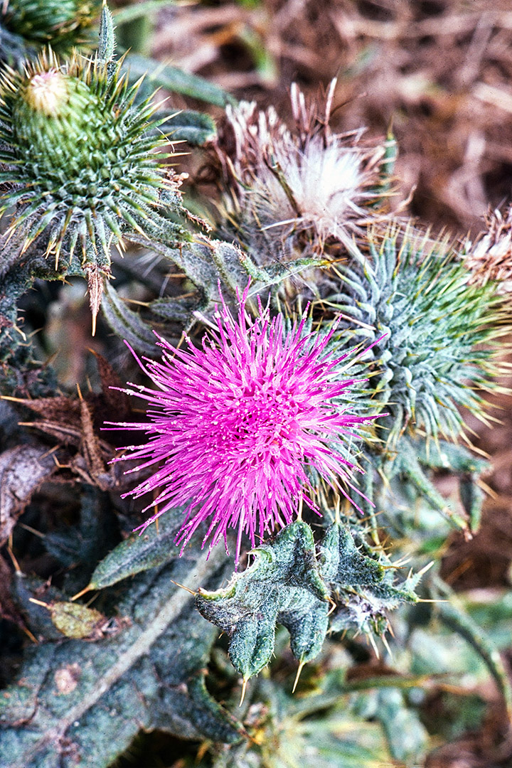 There are many thistles on Groix