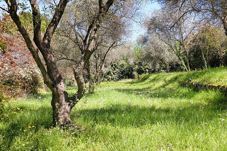 Valbonne meadow