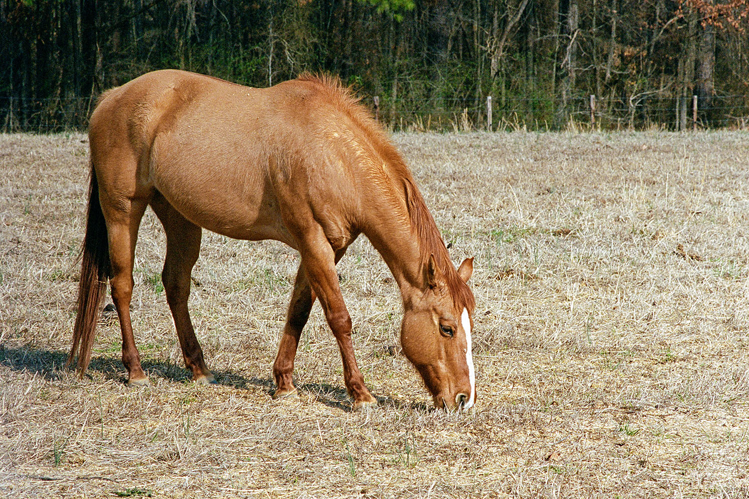 Cheval sur un pâturage preès de 'Stagecoach Road'